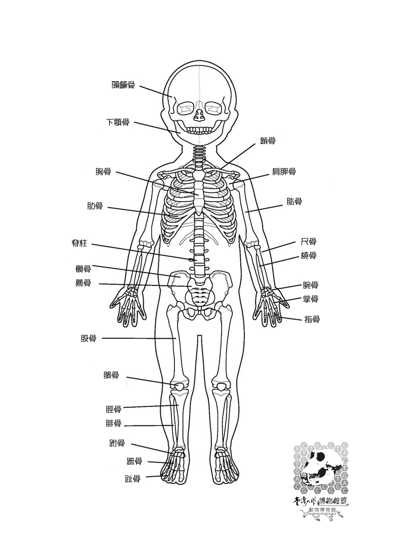 人體骨骼